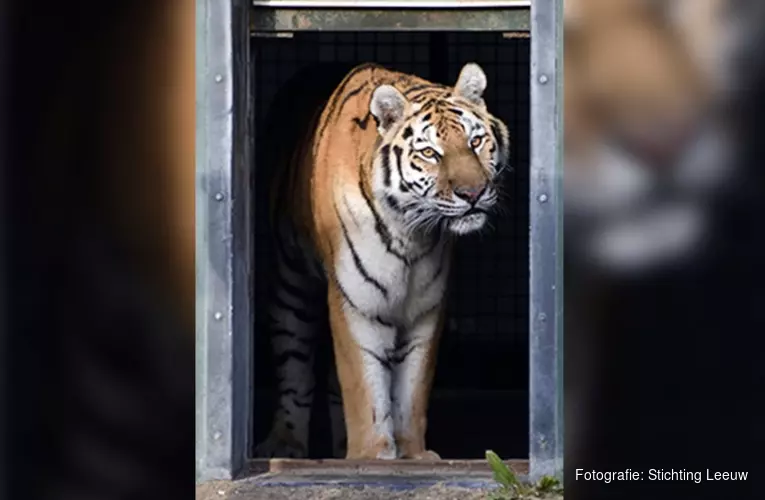 Hoenderdaell in rouw: Ursel de tijger overleden