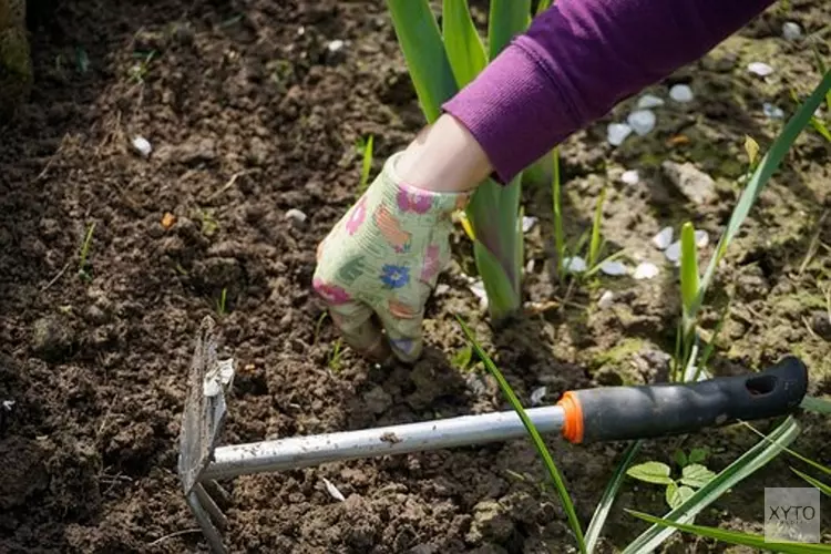 Gezocht mensen die willen helpen onkruid te verwijderen op het “schoolplein” van de Oude School