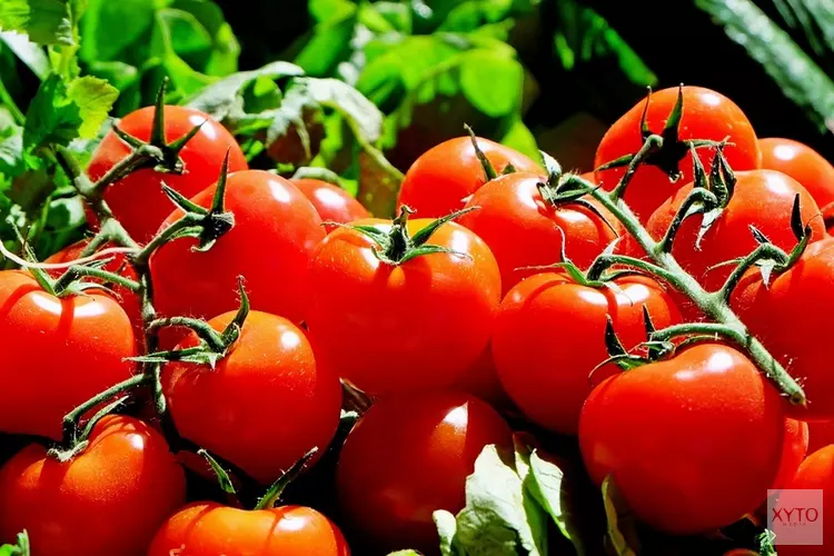 Tomatenvirus gevonden bij drie telers in Hollands Kroon