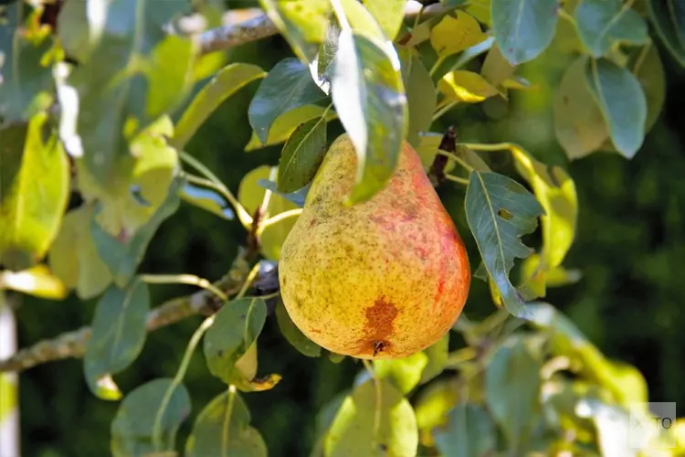 Oude koelkast? Lever hem in en ontvang vijf perenbomen!