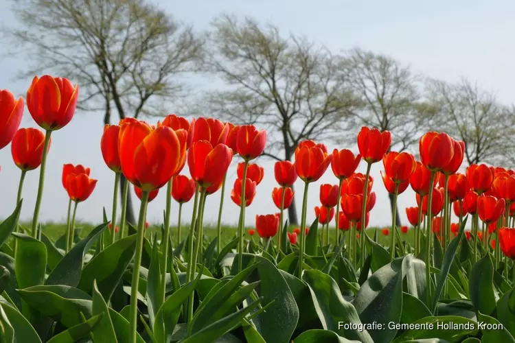 Burgemeester Rian van Dam doopt zaterdag 16 april de Hollands Kroon tulp