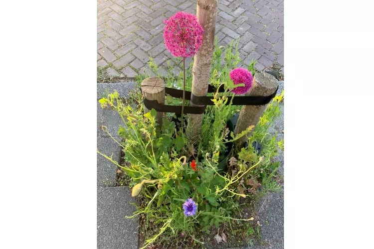 Vergroen de straat tijdens het boomspiegelfeest