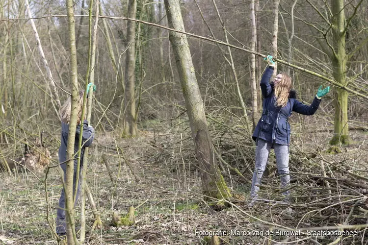 Natuurwerkdag bij Staatsbosbeheer in het Dijkgatbos