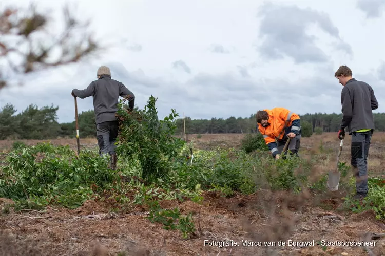 Natuurwerkdag bij Staatsbosbeheer in de Kop van Noord-Holland